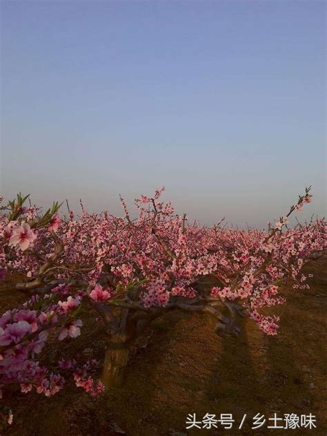 桃樹不開花|【桃樹不開花】桃樹不開花沒果實？這些原因一定要注意！ – 駱影。